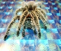 spidy